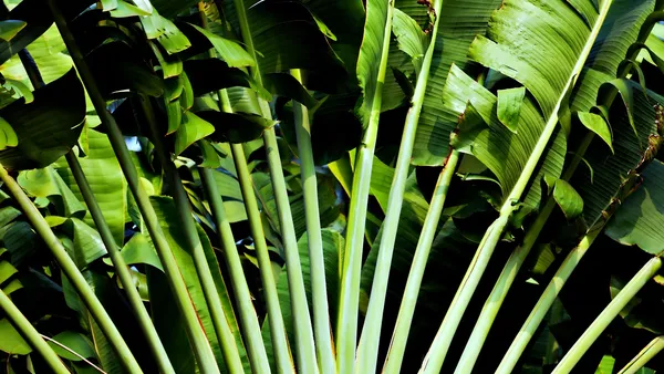 Aquário plantado de 60 litros com anubias e musos sobre rochas, iluminação suave LED branca