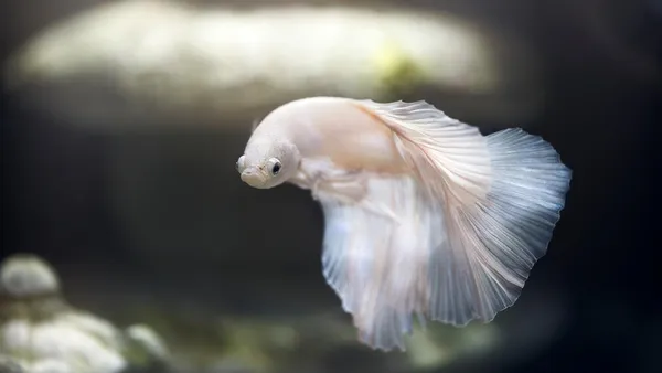 Betta macho azul nadando solitário em aquário plantado iluminado