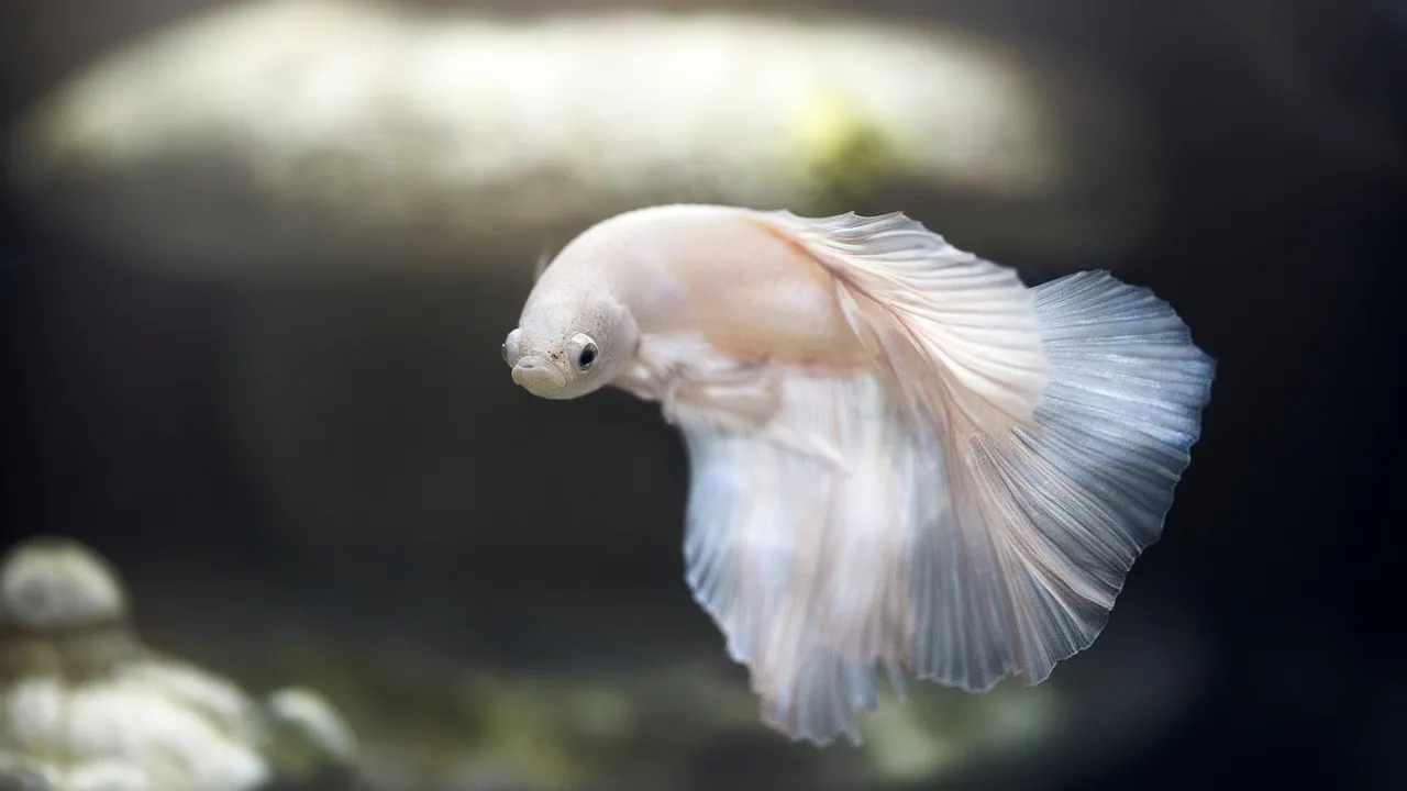 Betta macho azul nadando solitário em aquário plantado iluminado
