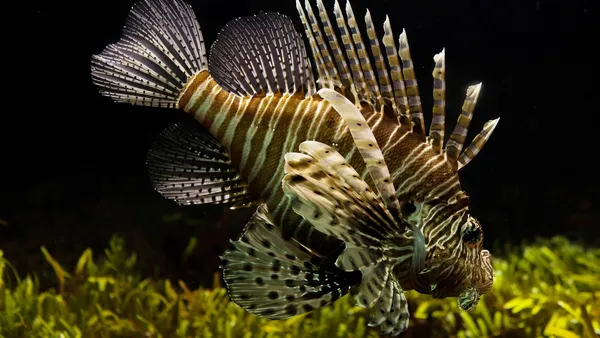 Peixe de aquário de água doce com pequenos pontos brancos visíveis nas nadadeiras e no corpo