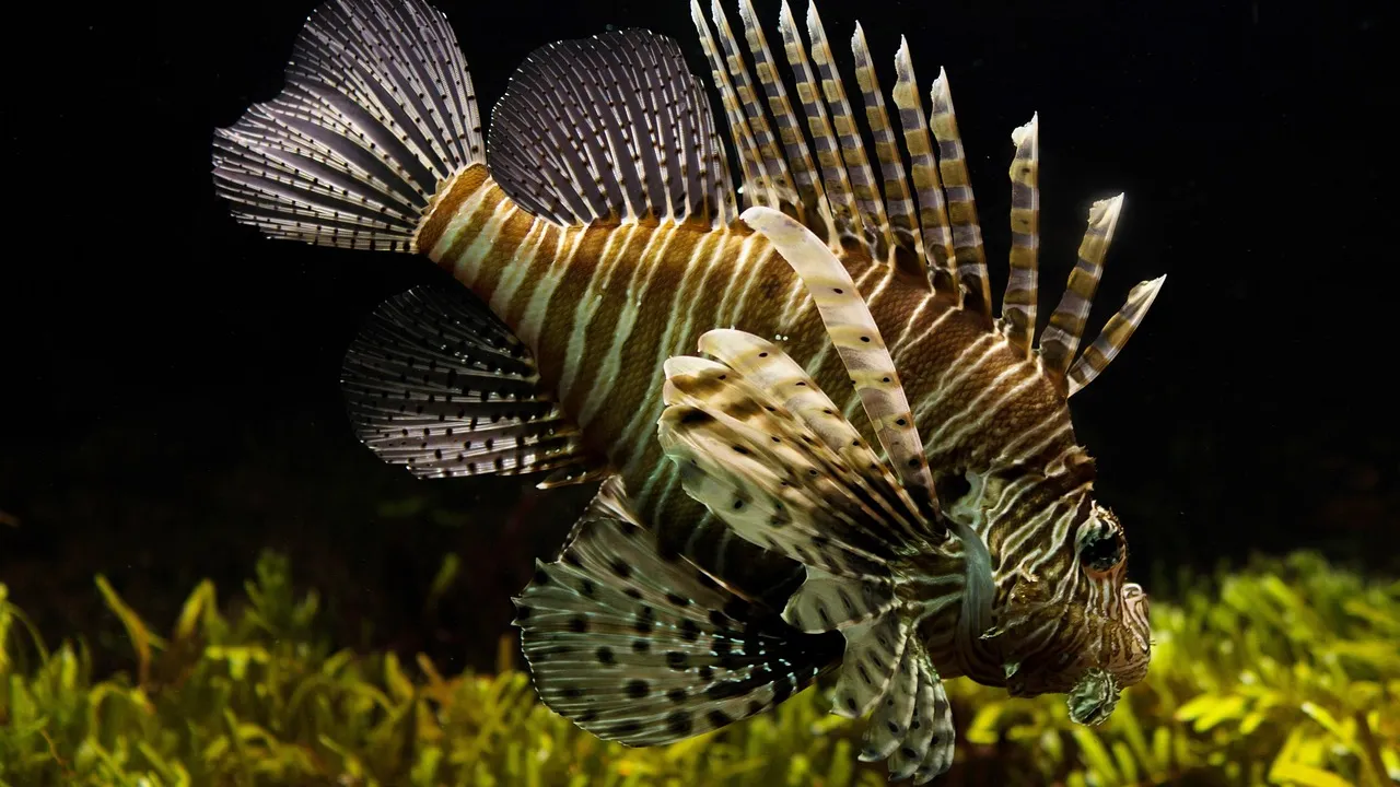 Peixe de aquário de água doce com pequenos pontos brancos visíveis nas nadadeiras e no corpo