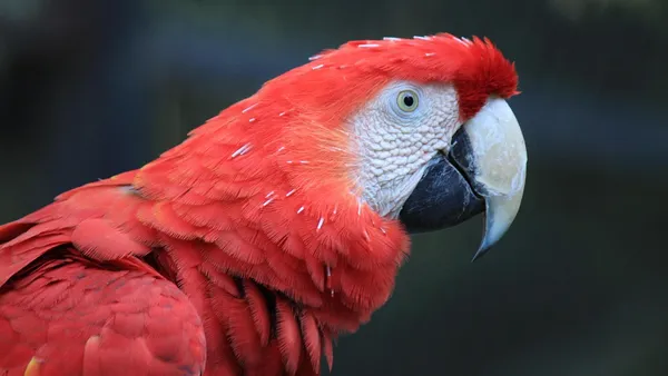 Calopsita branca em poleiro dentro de gaiola limpa com vista para janela aberta