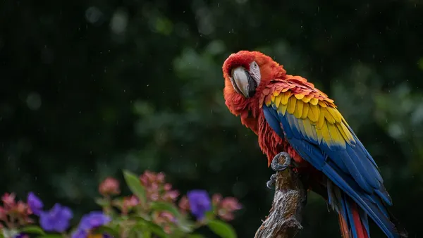 Arara colorida vermelha, azul e amarela pousada em galho seco em ambiente tropical