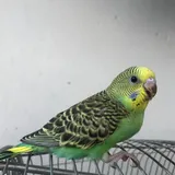 Periquito-australiano verde pousado em poleiro dentro de gaiola domiciliar