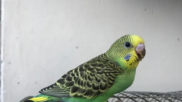 Periquito-australiano verde pousado em poleiro dentro de gaiola domiciliar