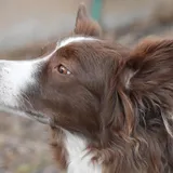 Cachorro border collie olhando pela janela aguardando o tutor voltar