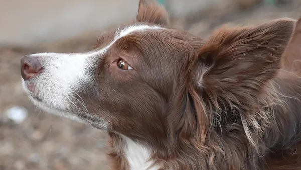 Cachorro border collie olhando pela janela aguardando o tutor voltar