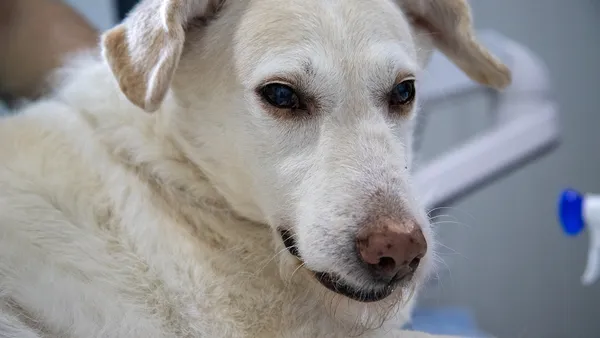 Cachorro sendo examinado por veterinária com otoscópio durante consulta