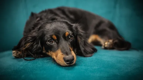 Cachorro descansando deitado no sofá com expressão de mal-estar