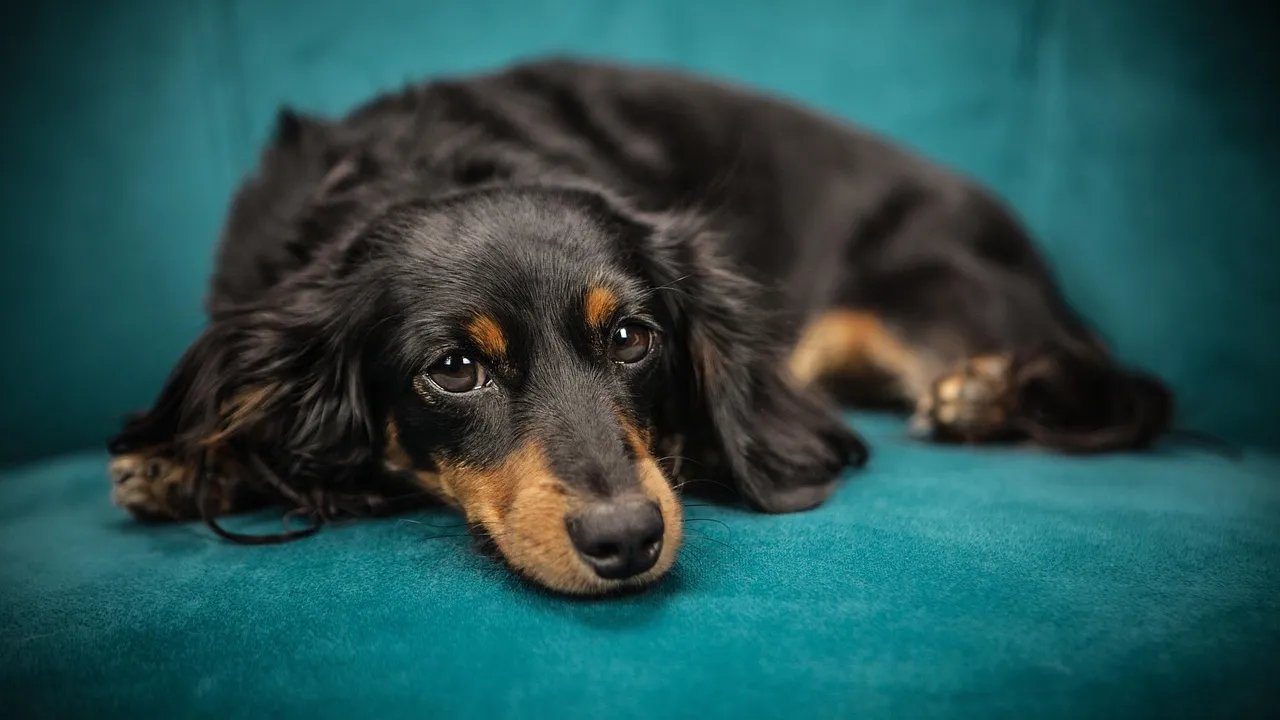 Cachorro descansando deitado no sofá com expressão de mal-estar