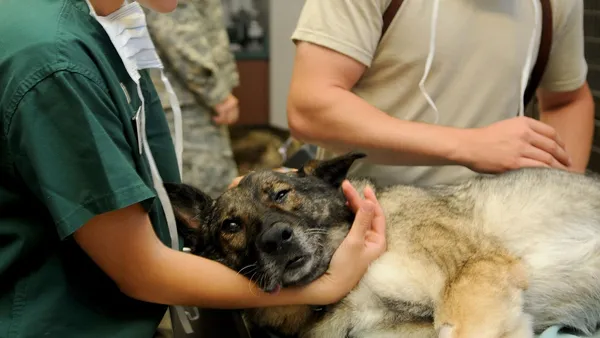 Cachorro de porte médio usando coleira repelente contra flebotomíneos em quintal arborizado