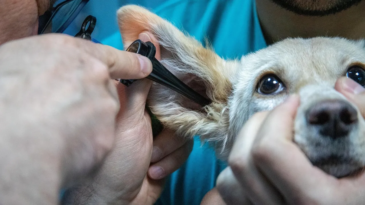 Médica veterinária examina o conduto auditivo de um cachorro de orelhas caídas em consultório