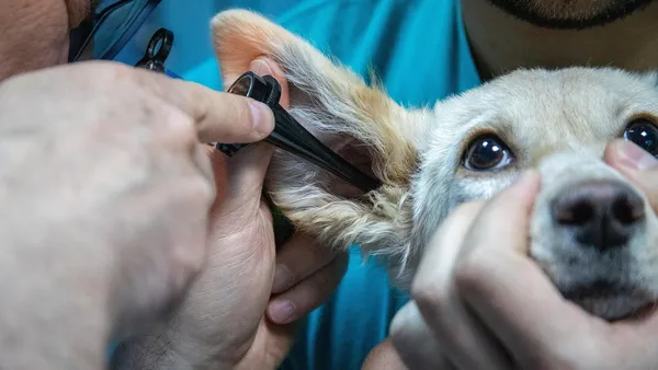 Médica veterinária examina o conduto auditivo de um cachorro de orelhas caídas em consultório