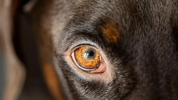 Cão idoso de porte grande ofegante deitado no chão, boca aberta