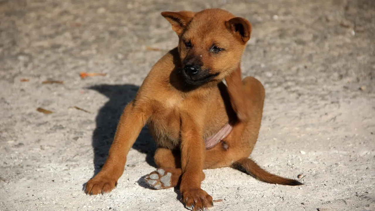 Tutor aplicando pipeta antipulga na nuca de um cão de porte médio em ambiente doméstico
