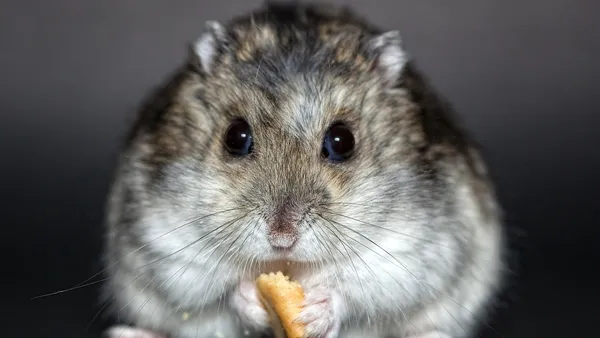 Hamster sírio dourado correndo em roda dentro de gaiola com substrato fundo