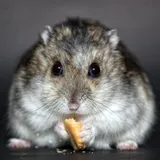 Hamster sírio dourado correndo em roda dentro de gaiola com substrato fundo