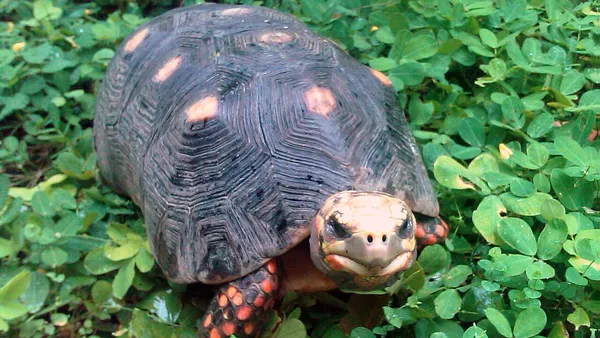 Jabuti-piranga de casco escuro com manchas alaranjadas caminhando sobre substrato de terra