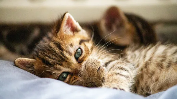 Gato adulto com secreção ocular leve sendo examinado por médica veterinária em consultório