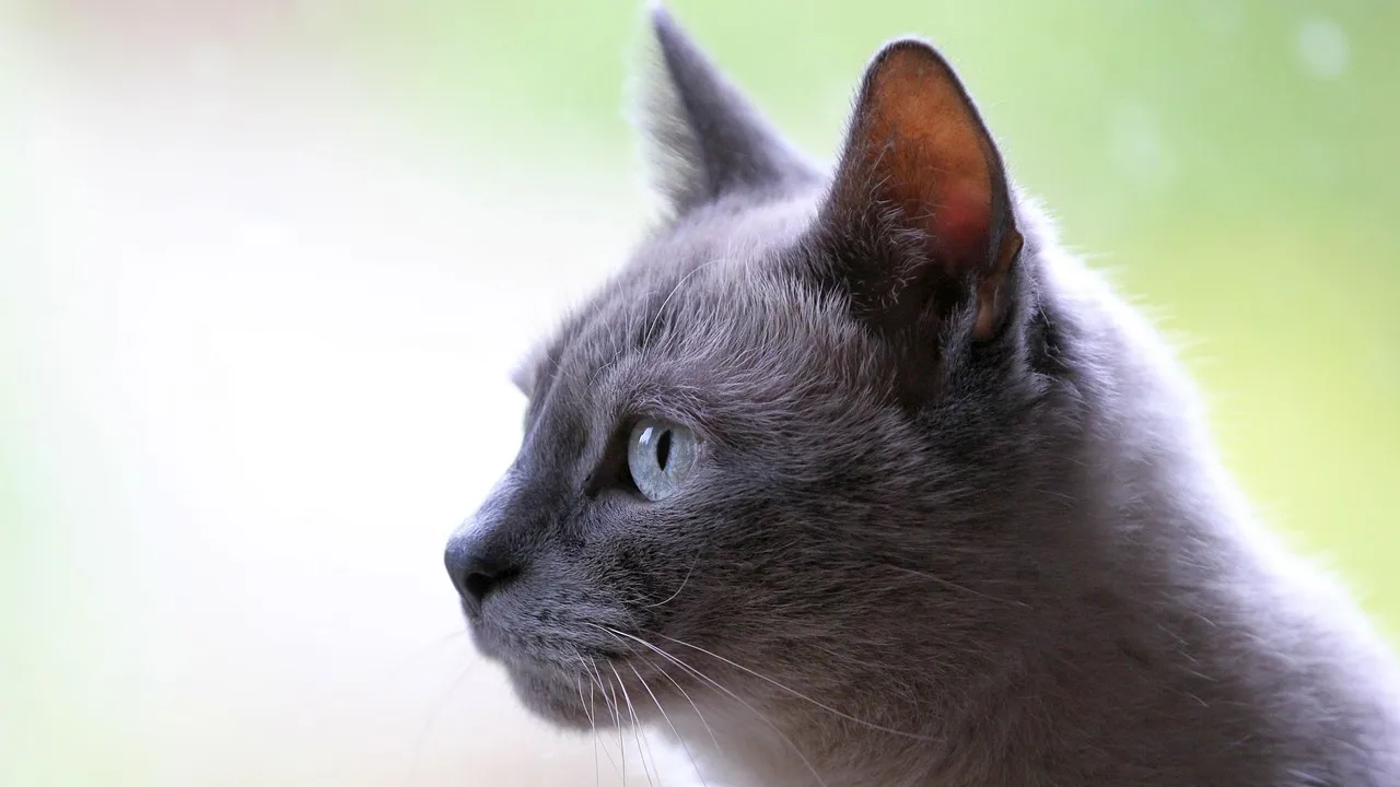 Gato sênior de pelagem cinza bebendo água em bebedouro de fonte com luz natural
