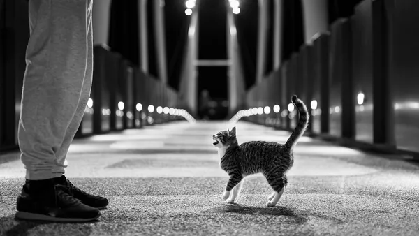 Gato doméstico com lesão cutânea sendo examinado por médica veterinária em consultório