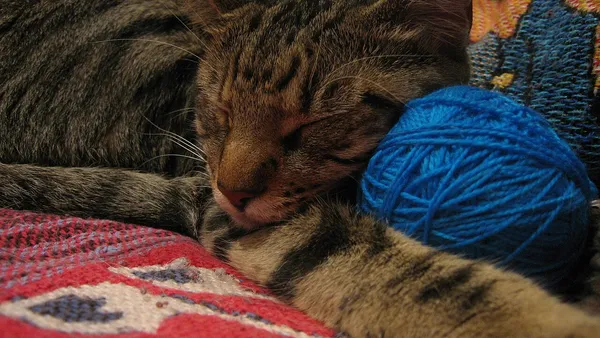 Gato malhado descansando em ambiente interno