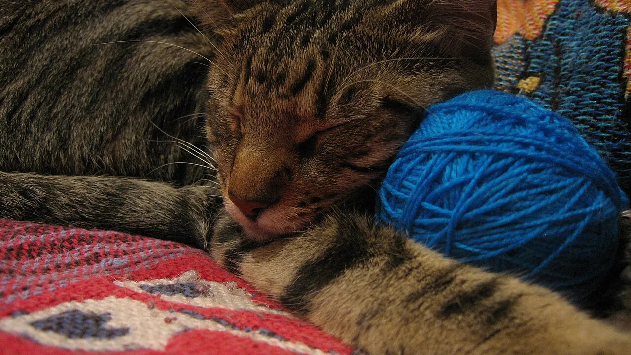 Gato malhado descansando em ambiente interno