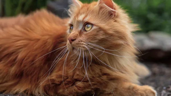 Gato persa de pelagem longa sendo escovado por tutor em ambiente doméstico