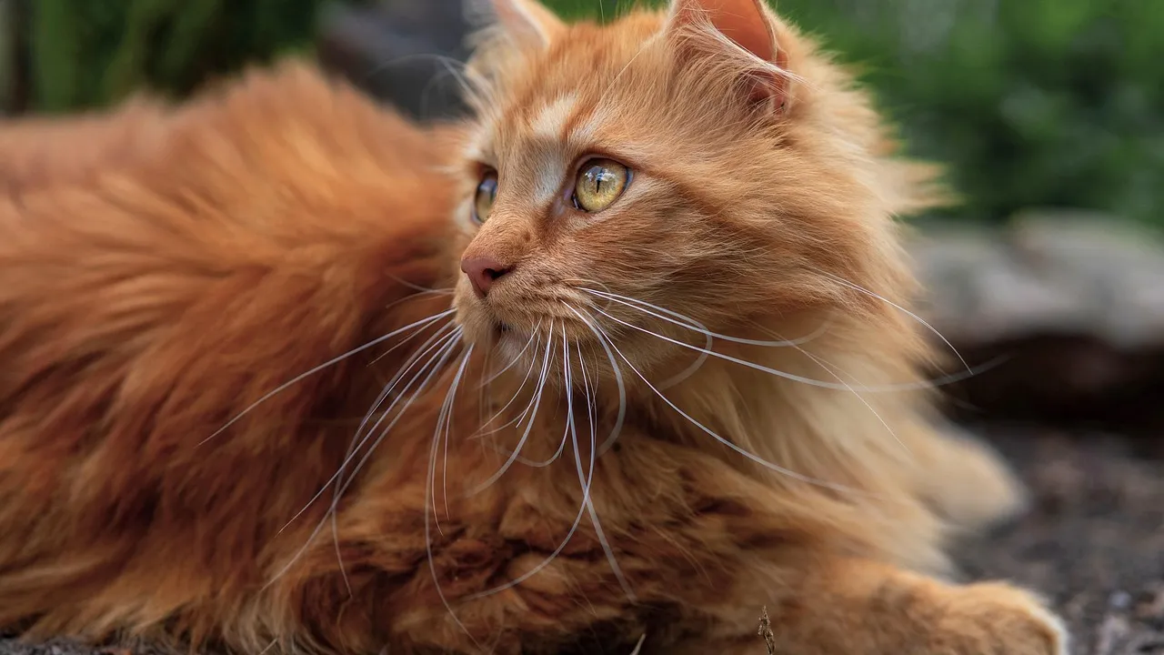 Gato persa de pelagem longa sendo escovado por tutor em ambiente doméstico