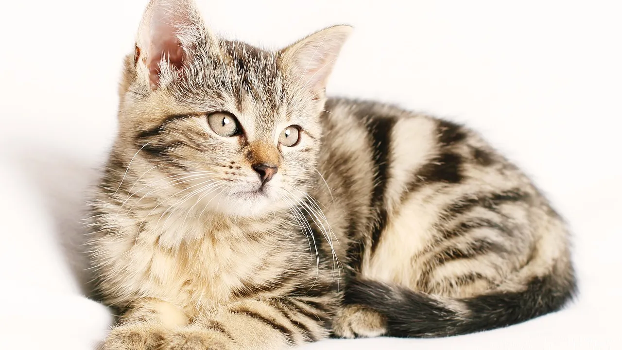 Gato doméstico coçando a região da face e pescoço com a pata traseira, sinal típico de prurido felino
