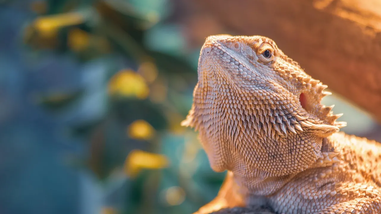 Dragão barbudo Pogona vitticeps adulto em terrário com substrato seco e lâmpada UVB ao fundo
