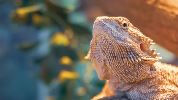 Dragão barbudo Pogona vitticeps adulto em terrário com substrato seco e lâmpada UVB ao fundo
