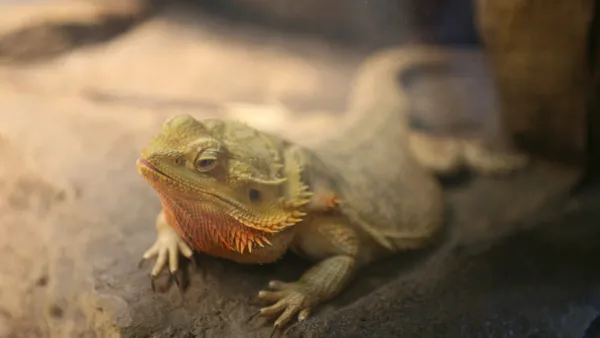 Pogona vitticeps adulto fazendo basking sob lâmpada de aquecimento