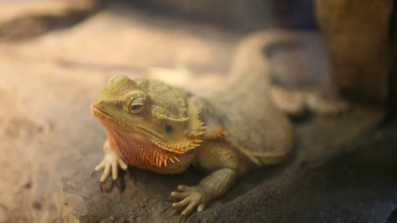 Pogona vitticeps adulto fazendo basking sob lâmpada de aquecimento