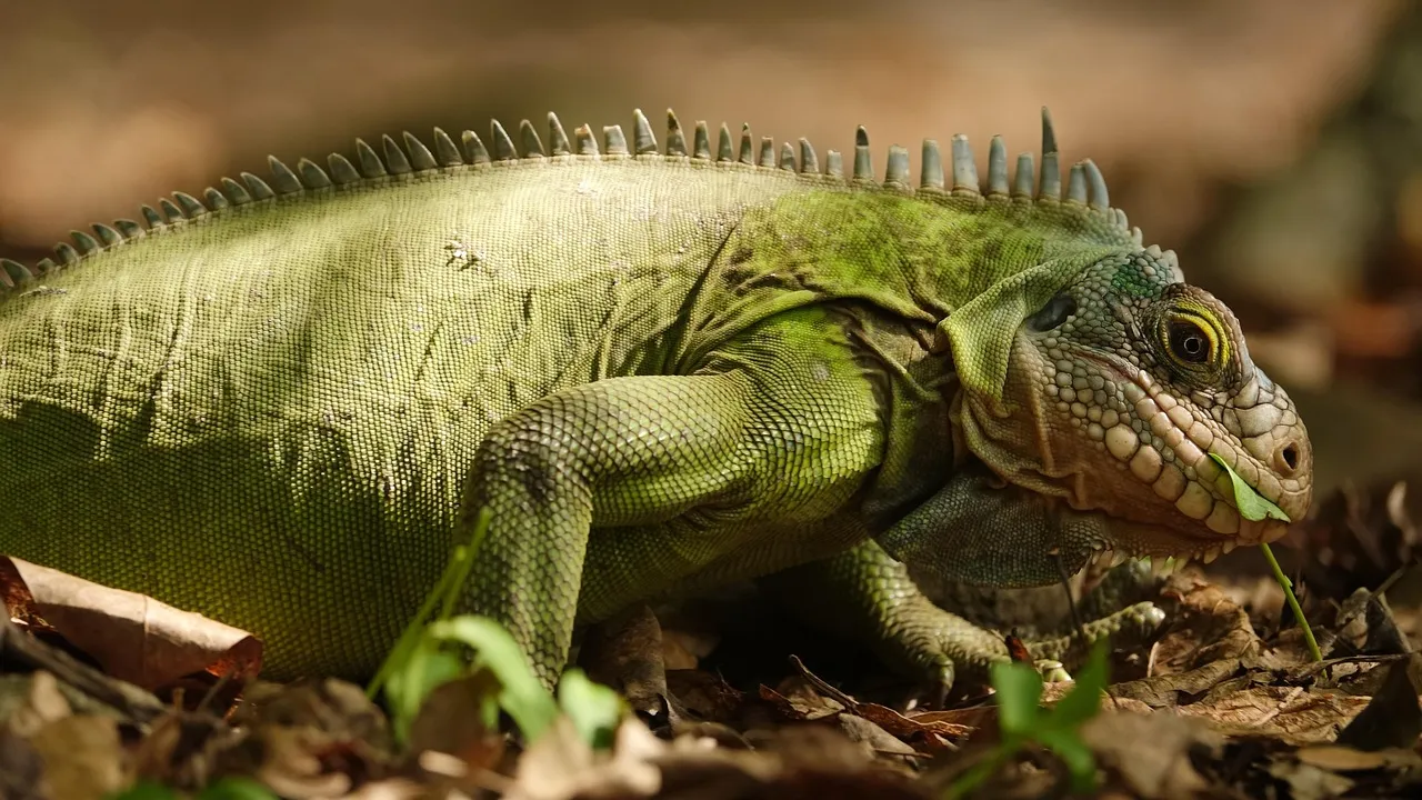 Iguana verde adulta em galho dentro de terrário, perfil de corpo inteiro