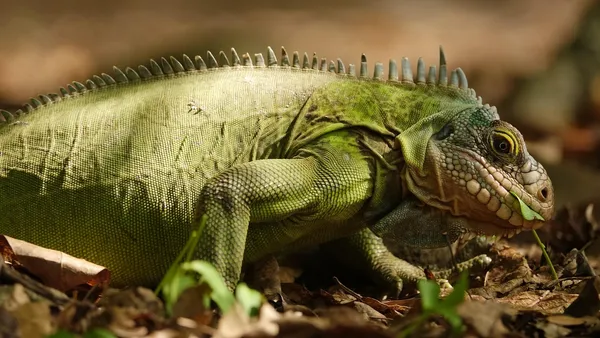 Iguana verde adulta em galho dentro de terrário, perfil de corpo inteiro