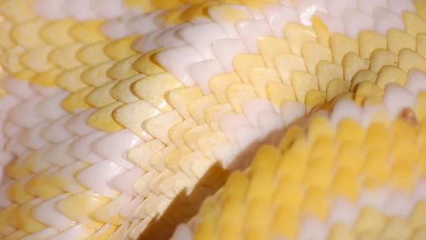 Jiboia jovem em terrário de vidro com substrato de fibra de coco e galho de manejo