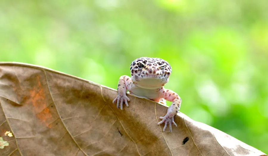 Leopard gecko (Eublepharis macularius) adulto com pintas amarelas e pretas em ambiente de terrário