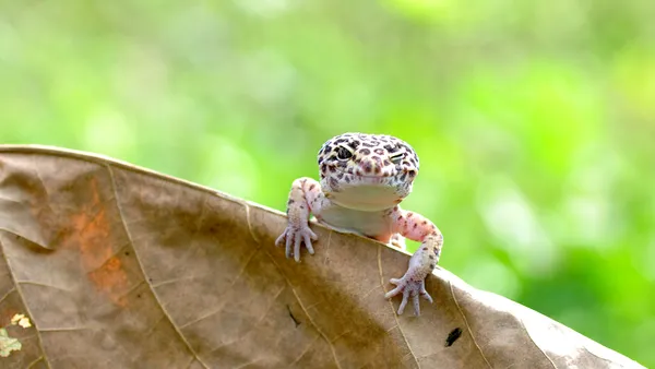Leopard gecko (Eublepharis macularius) adulto com pintas amarelas e pretas em ambiente de terrário